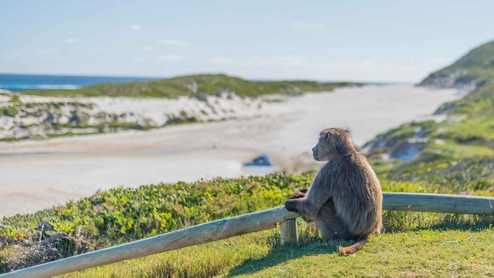 Picture 3 for Activity 3-Day Private Tour: Good Hope Table Mountain & Robben Island