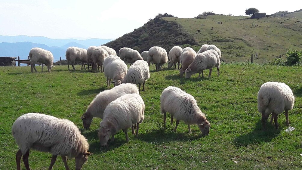 Picture 1 for Activity From San Sebastian: French-Basque Countryside Private Tour