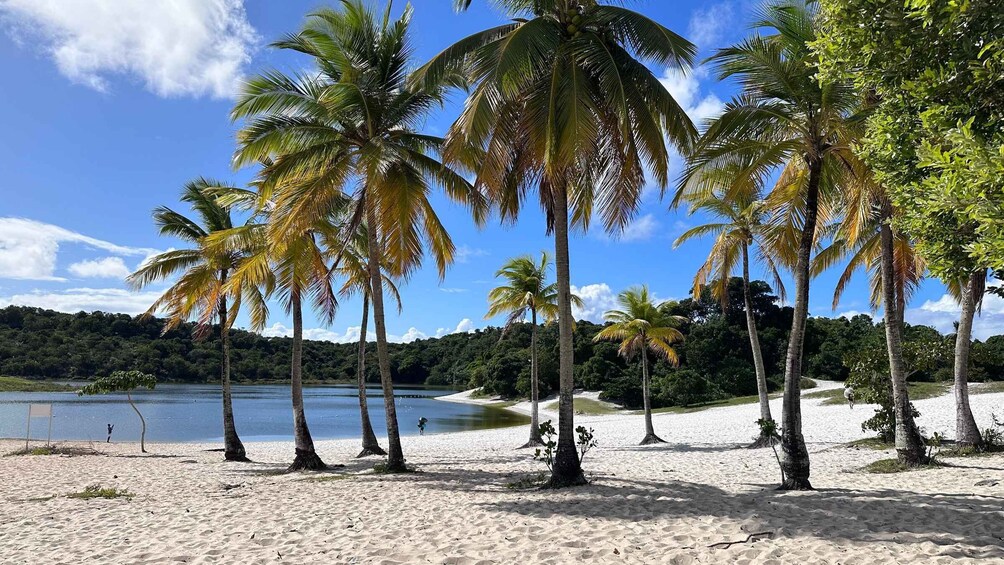 Picture 19 for Activity From Salvador: Praia do Forte & Guarajuba Beach Daytrip