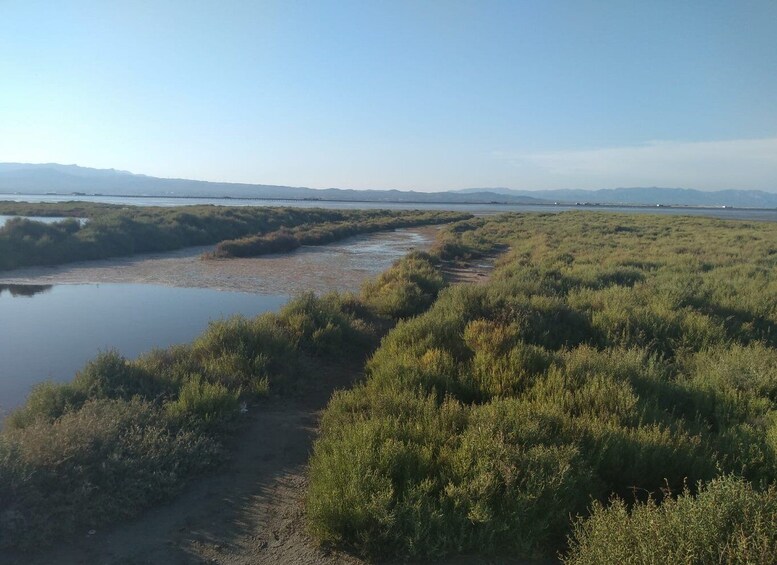 Picture 6 for Activity Tarragona: Southern Delta Birdwatching Private Tour