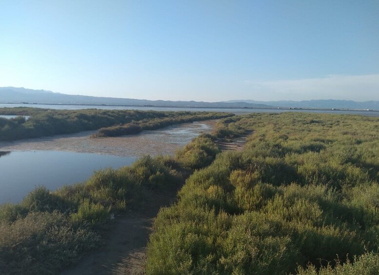 Picture 6 for Activity Tarragona: Southern Delta Birdwatching Private Tour