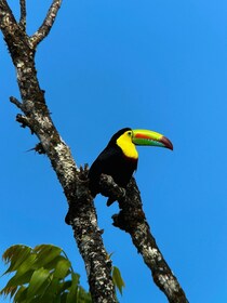 Monteverde: visita guiada a la reserva Curi Cancha