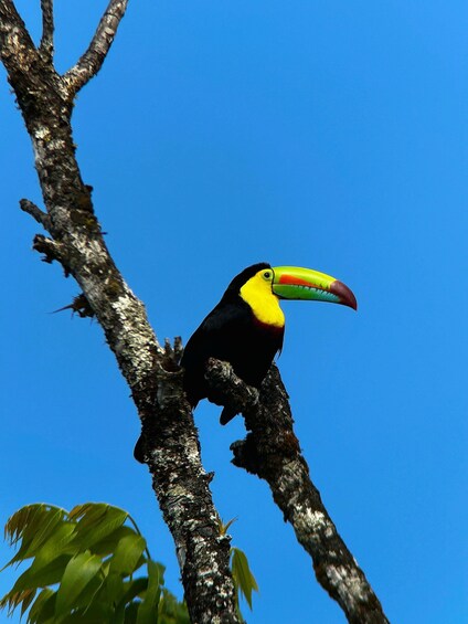 Monteverde: Curi Cancha Reserve Guided Tour