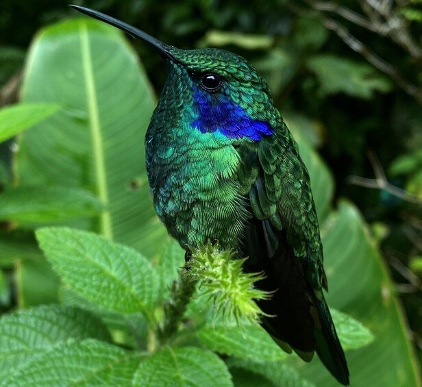 Picture 6 for Activity Monteverde: Curi Cancha Reserve Guided Tour