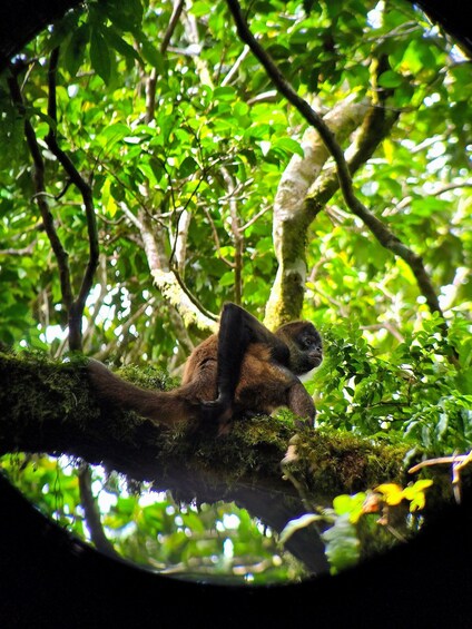 Picture 2 for Activity Monteverde: Curi Cancha Reserve Guided Tour