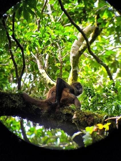 Picture 2 for Activity Monteverde: Curi Cancha Reserve Guided Tour