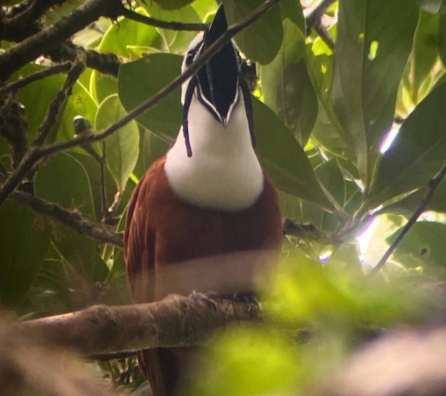 Picture 3 for Activity Monteverde: Curi Cancha Private Reserve Guided Tour