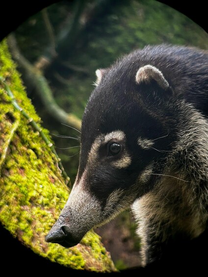 Picture 6 for Activity Monteverde: Curi Cancha Reserve Guided Tour