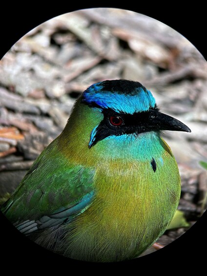 Picture 5 for Activity Monteverde: Curi Cancha Reserve Guided Tour