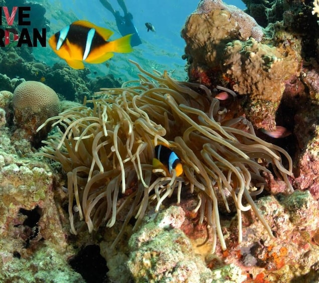 Picture 4 for Activity From Aqaba: Red Sea Cruise with Lunch and Snorkeling