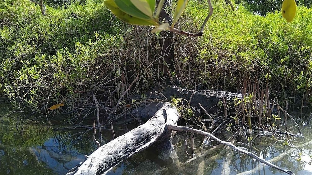 Picture 6 for Activity Holbox: Sunrise Kayak Tour through the Mangroves