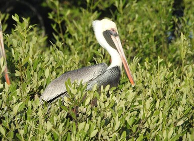 Holbox: Sunrise Kayak Tour through the Mangroves