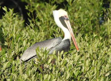 Holbox: Sunrise Kayak Tour through the Mangroves