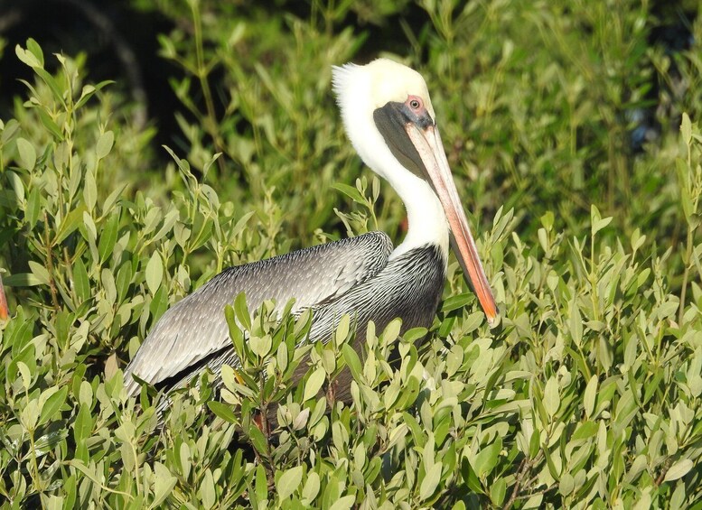 Holbox: Sunrise Kayak Tour through the Mangroves