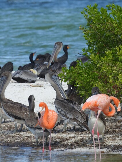 Picture 5 for Activity Holbox: Sunrise Kayak Tour through the Mangroves