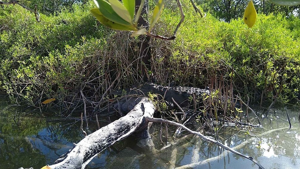 Picture 7 for Activity Holbox: Sunrise Kayak Tour through the Mangroves