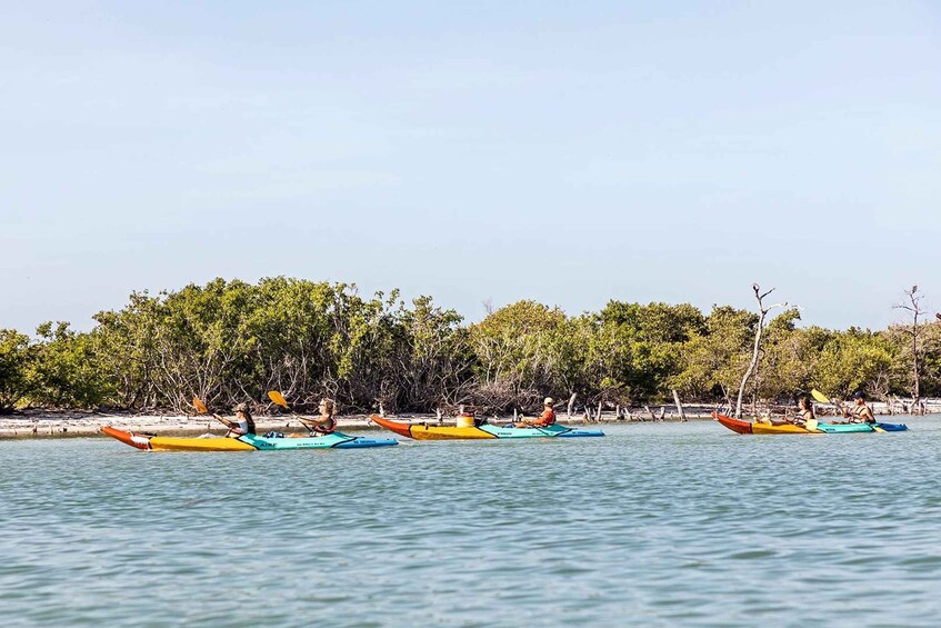 Picture 9 for Activity Holbox: Sunrise Kayak Tour through the Mangroves