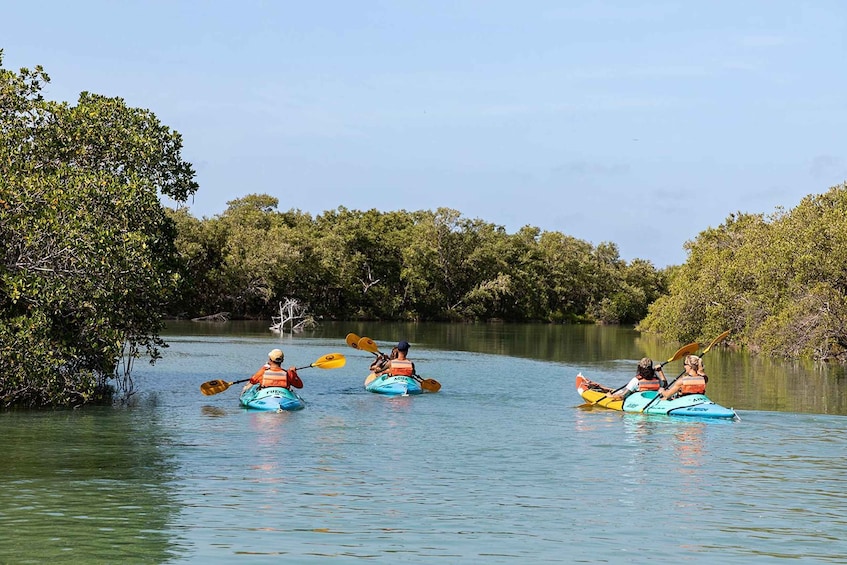 Picture 4 for Activity Holbox: Sunrise Kayak Tour through the Mangroves