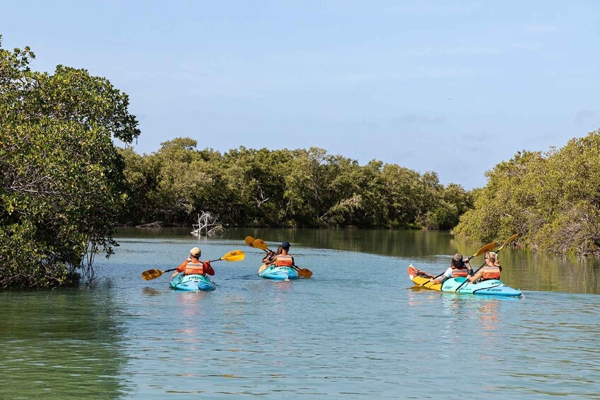Picture 2 for Activity Holbox: Guided Kayaking Through Holbox's Mangroves