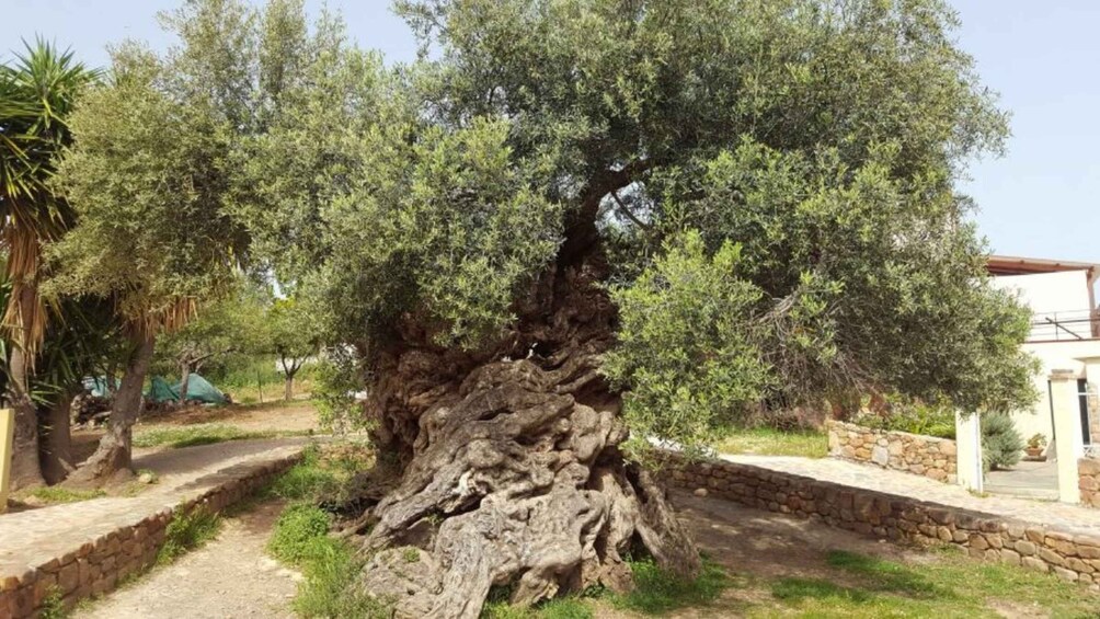 Picture 1 for Activity Olive Mill Visit & Olive oil Tasting 3-hour Trip Private