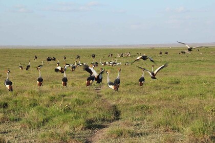 Safari grupal de 6 días, Masai Mara, Parque Nakuru y Parque Amboseli