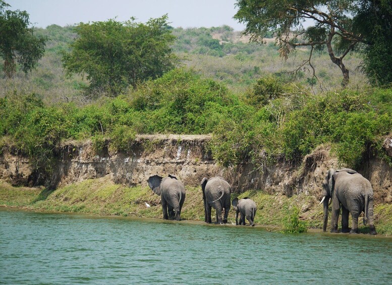 Picture 2 for Activity 9 Days Best of Uganda Safari with Gorillas