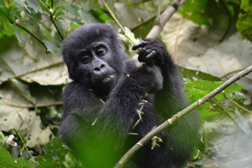 Picture 3 for Activity 9 Days Best of Uganda Safari with Gorillas