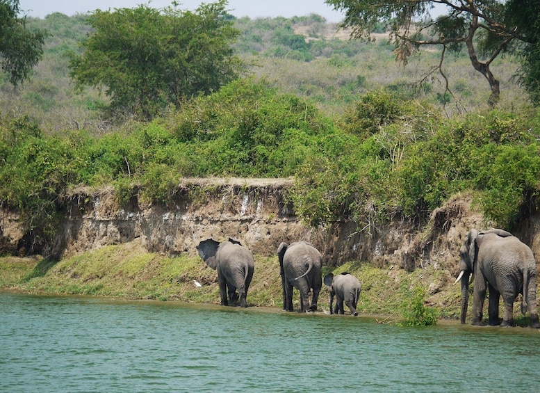 Picture 2 for Activity 9 Days Best of Uganda Safari with Gorillas