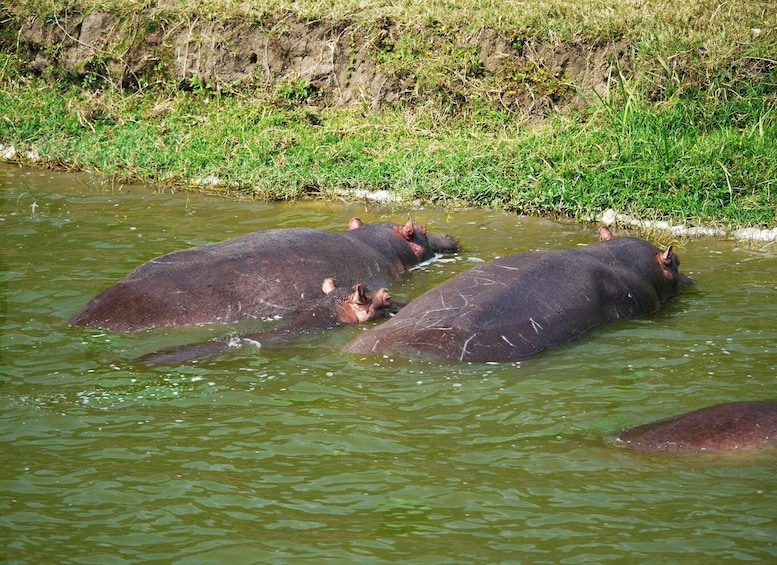 Picture 4 for Activity 9 Days Best of Uganda Safari with Gorillas