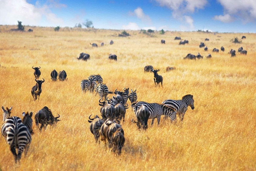 Picture 2 for Activity 5 Days Tanzania Luxury Serengeti Tour