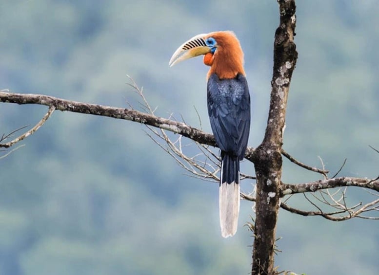 Bird Watching Tour in Bhutan