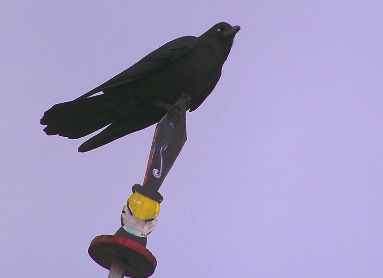 Picture 3 for Activity Bird Watching Tour in Bhutan