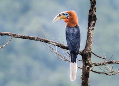 Bird Watching Tour in Bhutan