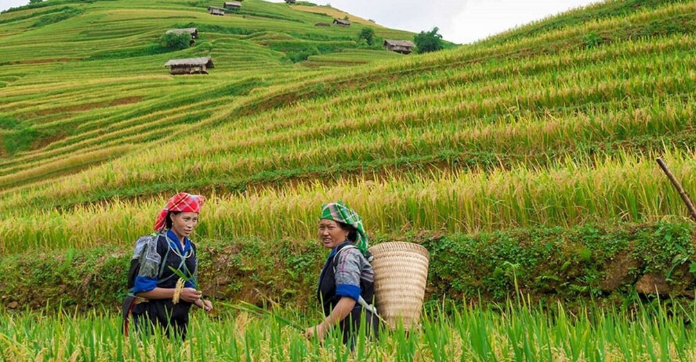 Picture 8 for Activity From Hanoi: 3-Day Sapa Trek with Guide, Homestay and Meals