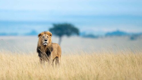 SAFARI DE CAMPAMENTO GRUPAL ECONÓMICO DE 8 DÍAS Y 7 NOCHES EN KENIA Y TANZA...