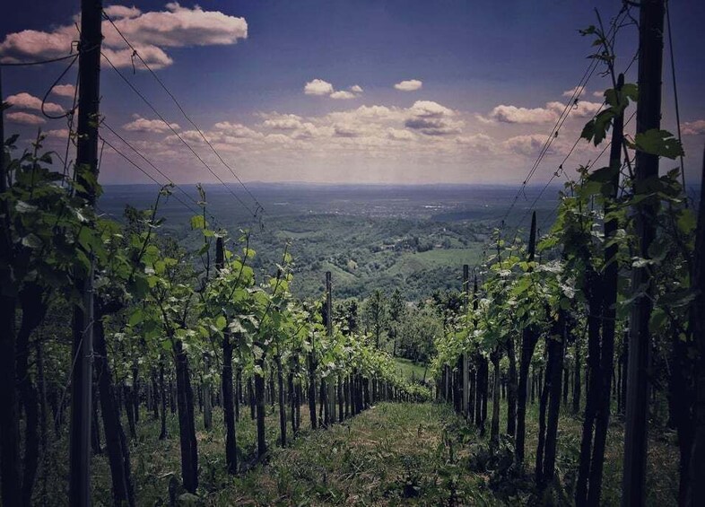 Picture 2 for Activity From Zagreb: Samobor & Plesivica Wine Road, Private