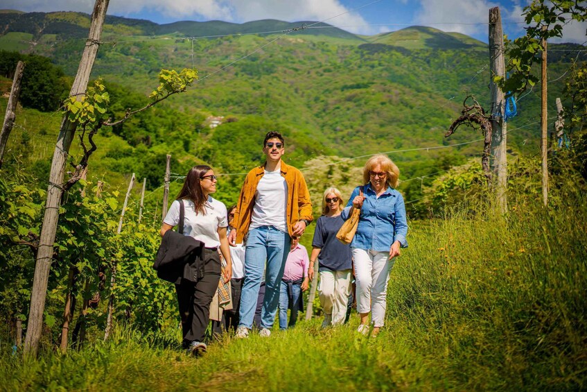 Picture 3 for Activity Valdobbiadene:Prosecco Superiore Hills Tour with WineTasting