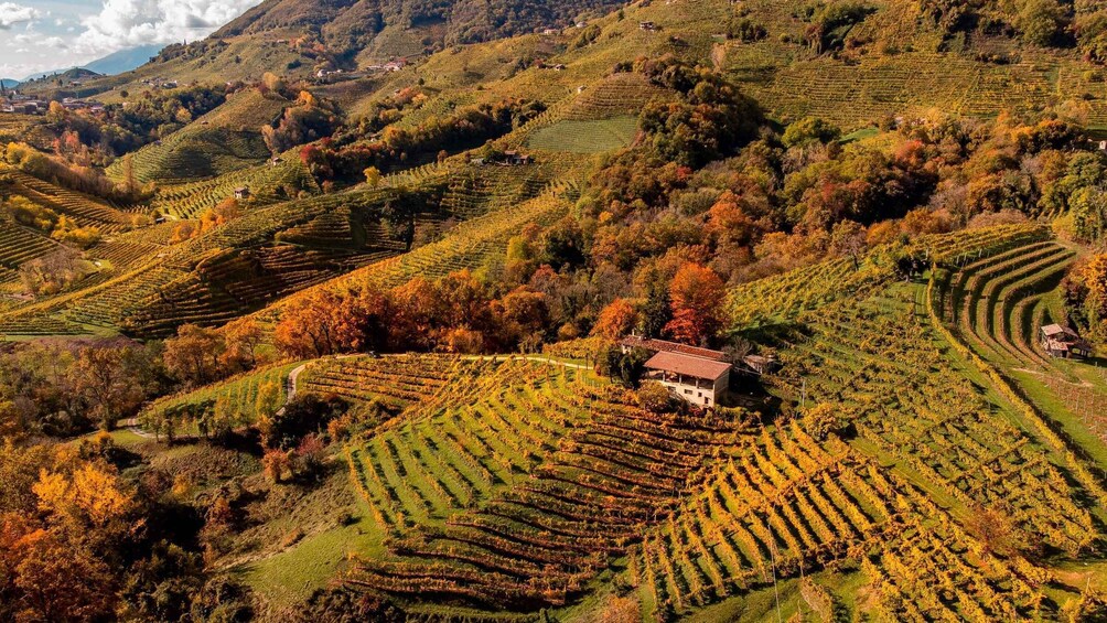 Picture 2 for Activity Valdobbiadene:Prosecco Superiore Hills Tour with WineTasting