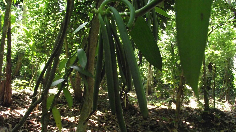 Picture 11 for Activity Zanzibar: Spice Farm Tour with Traditional Cooking Lesson