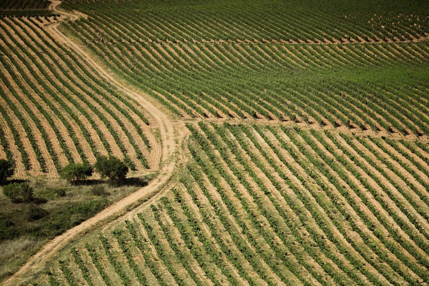 Picture 5 for Activity From San Sebastian: Rioja Uncorked - Private Wineries Trip