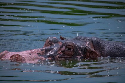 Uganda Culinary Experience with Wildlife in Queen Elizabeth