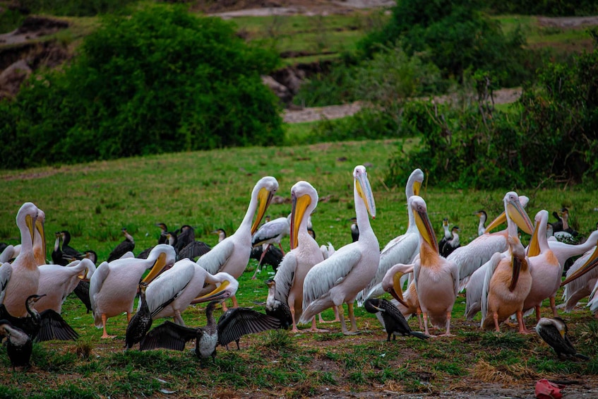 Picture 1 for Activity Uganda Culinary Experience with Wildlife in Queen Elizabeth