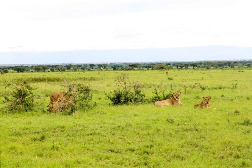 Picture 4 for Activity Uganda Culinary Experience with Wildlife in Queen Elizabeth