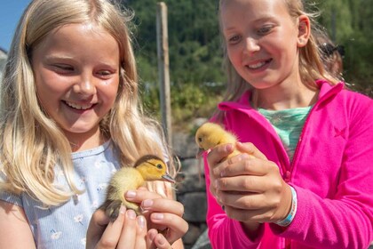 Vik i Sogn: Authentic Farm Visit