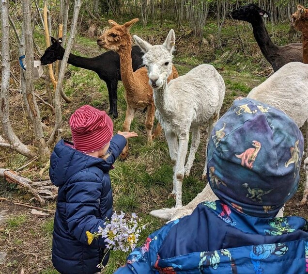 Picture 2 for Activity Vik i Sogn: Authentic Farm Visit