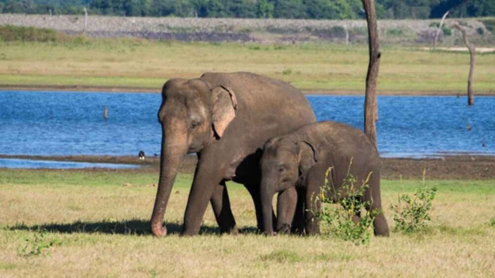 Picture 21 for Activity From Yala :- Yala National Park Thrilling Half-Day Safari