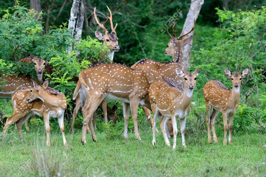 Picture 5 for Activity From Yala :- Yala National Park Thrilling Half-Day Safari