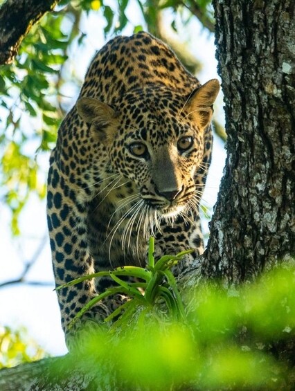 From Yala :- Yala National Park Thrilling Half-Day Safari