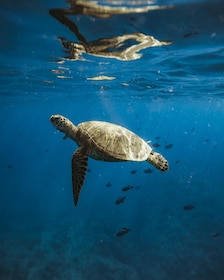 Waikiki: Turtle Canyon Snorkeling Boat Tour (Only 16 people)