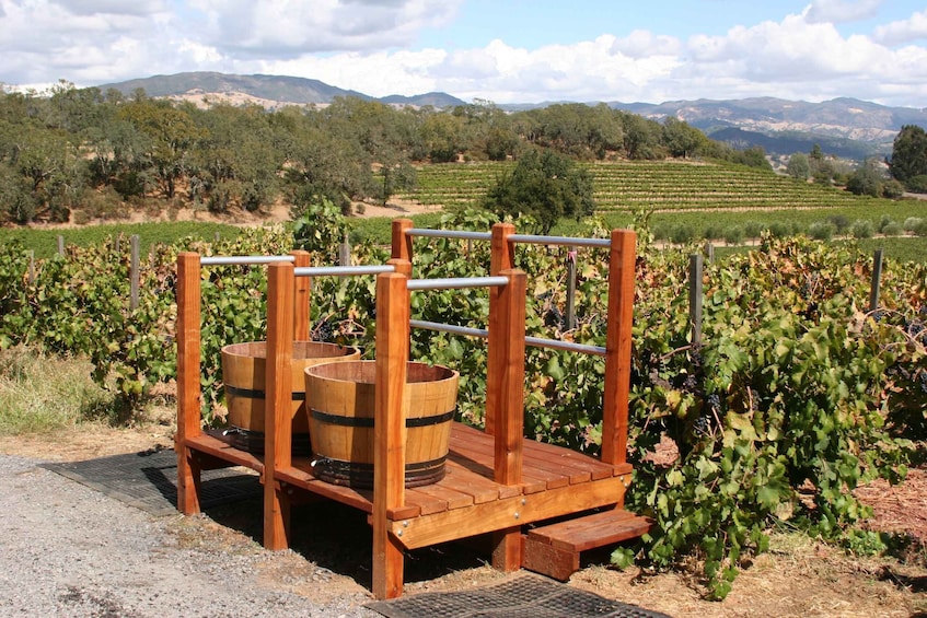 Picture 3 for Activity From Lake Garda: Valpolicella Wine & Lunch Guided Trip